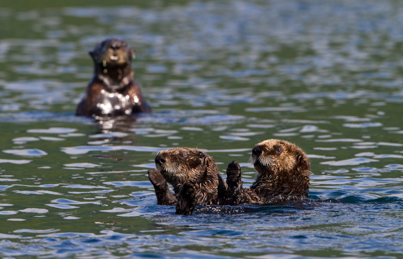 Sea Otters